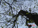 La forêt maîtresse